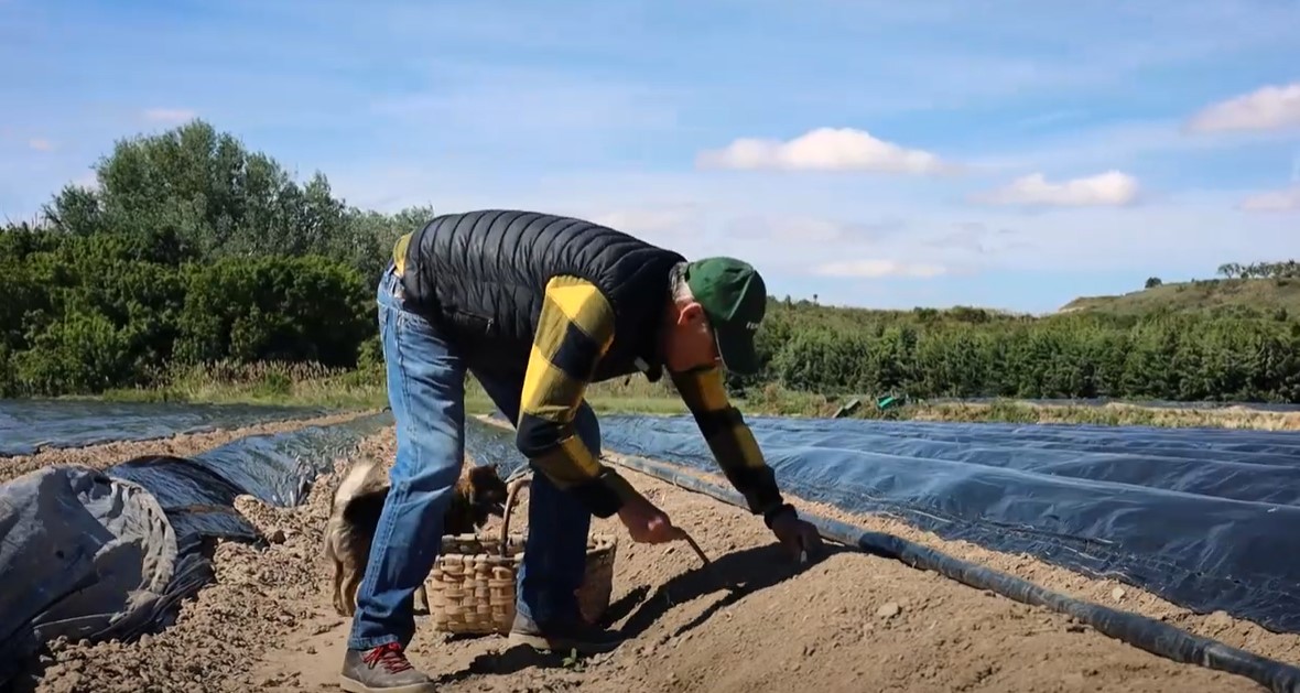 Agricultor cogiendo espárragos