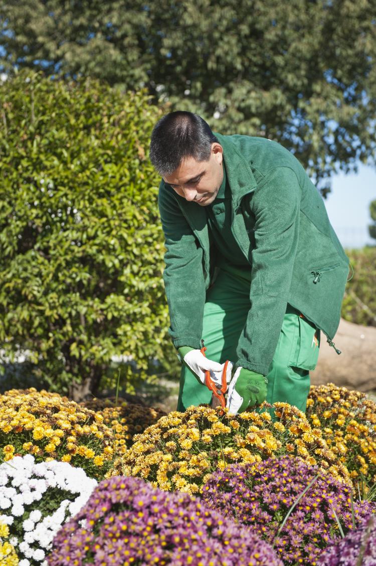 Un empleado de Grupo SIFU en tareas de jardinería