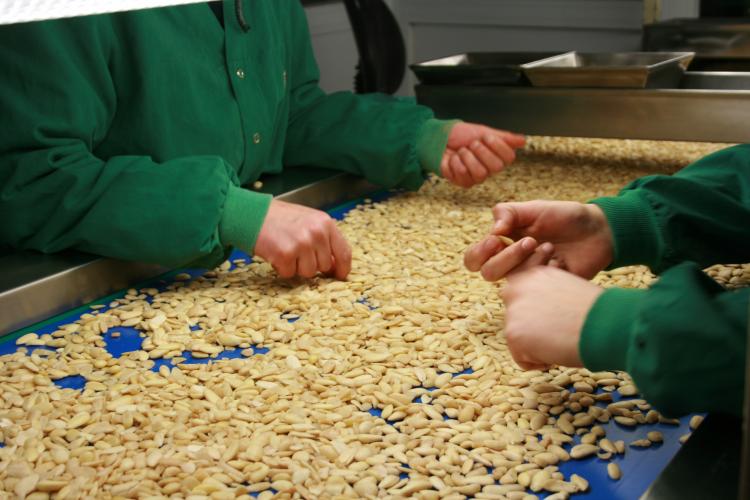 Detalle de unas manos durante un proceso de selección de frutos secos en una línea de producción