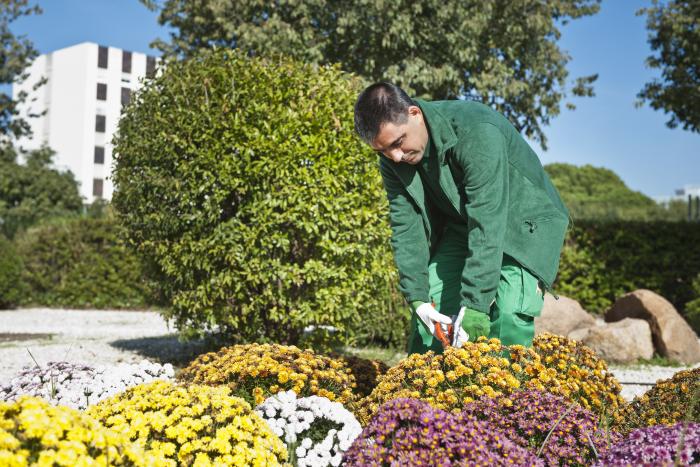 Un jardinero de Grupo SIFU trabajando en un parterre